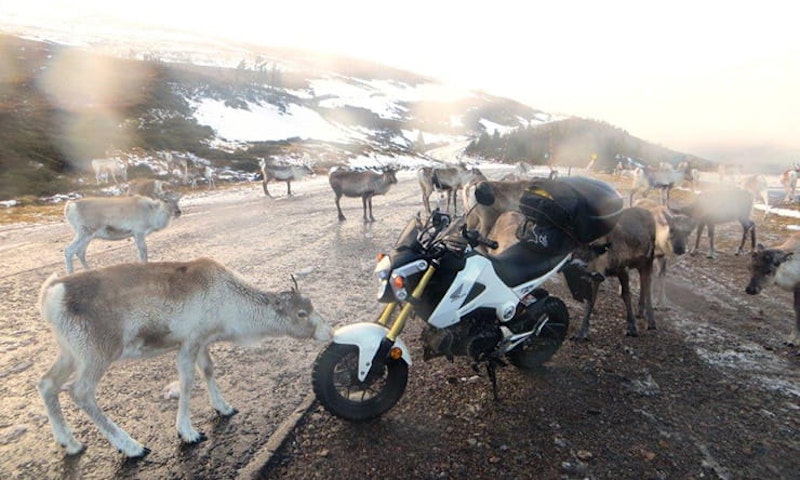 Honda MSX125 Grom