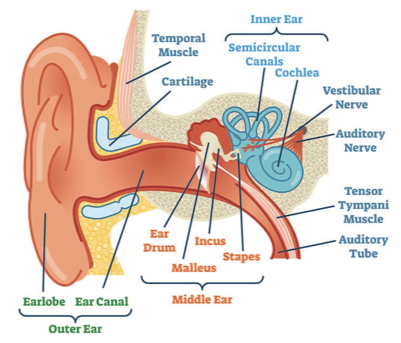 Best motorcycle earplugs hearing damage custom foam