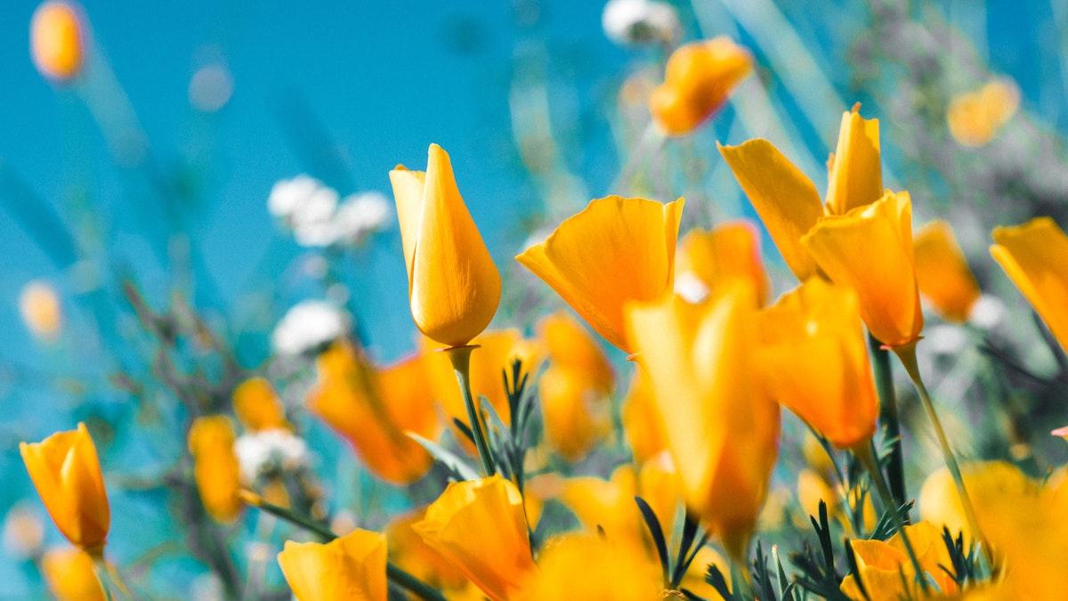 2020 Spring Weather Forecast: North America – StormGeo