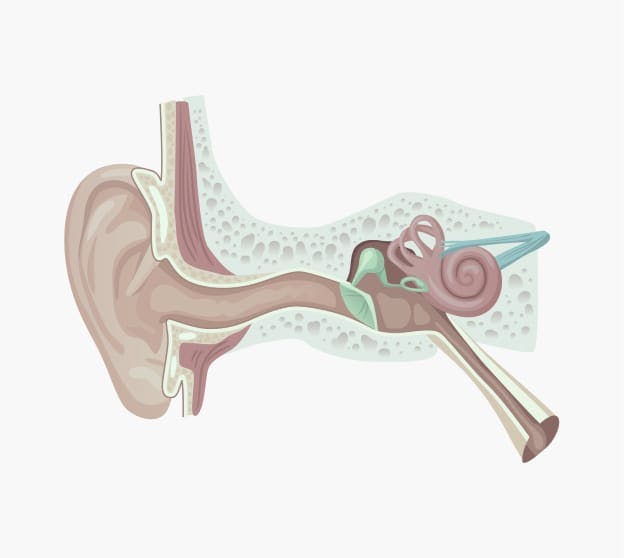 Diagram of ear canal