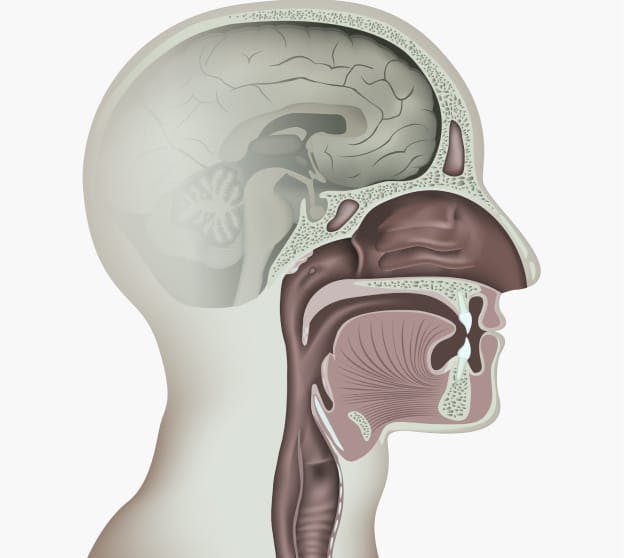 Diagram of brain, sinuses and more