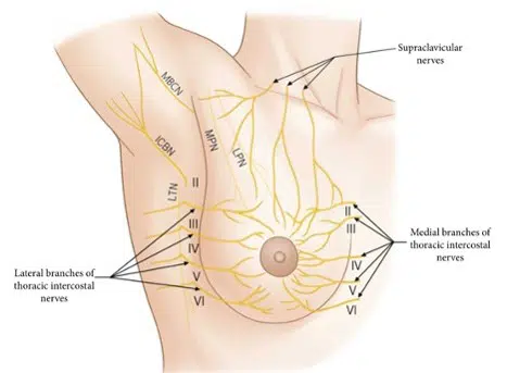 infographic of nerves in the breast