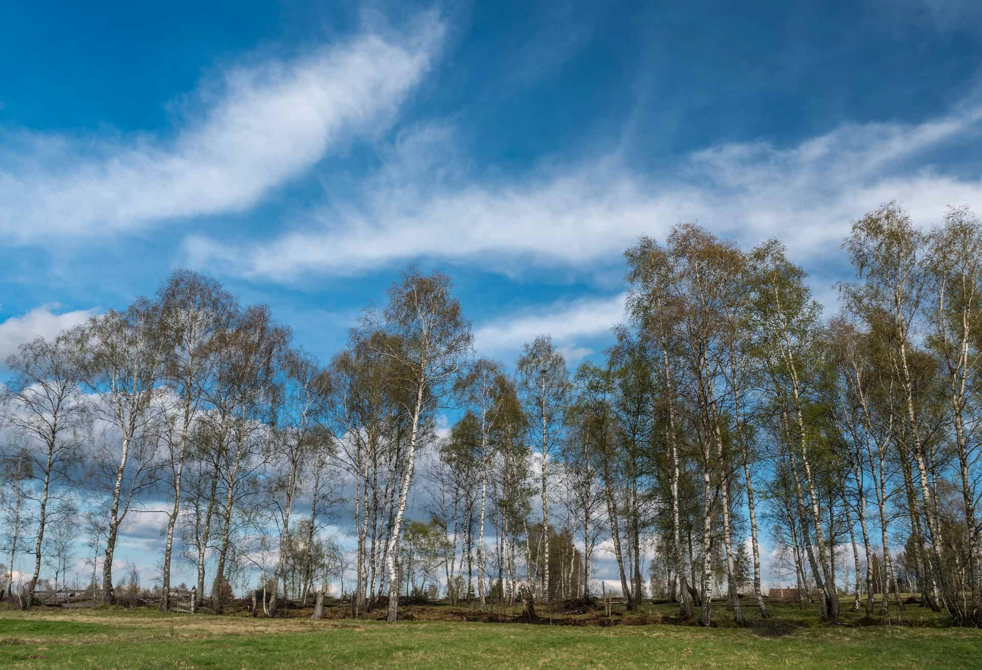 A group of large trees