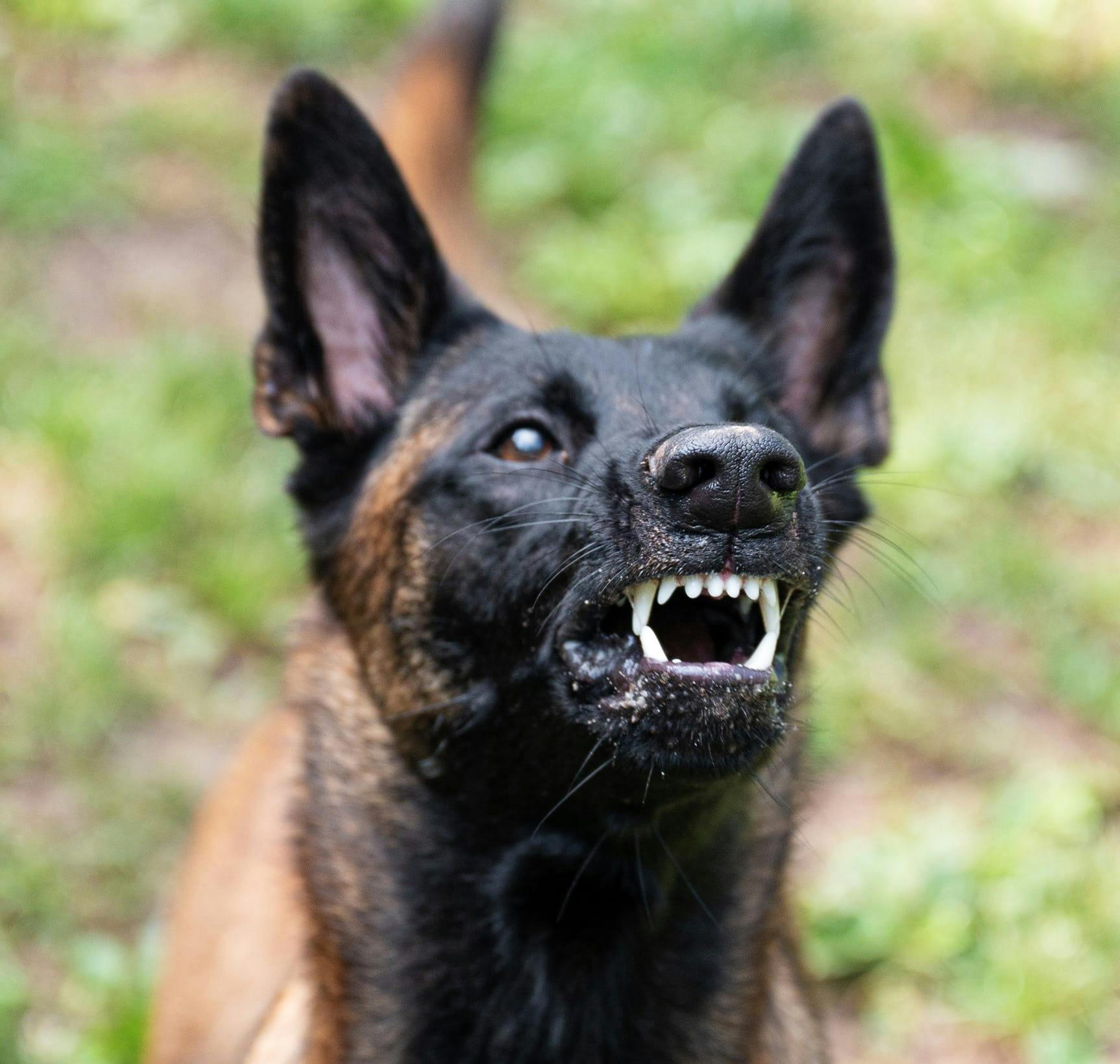 dog bite media
