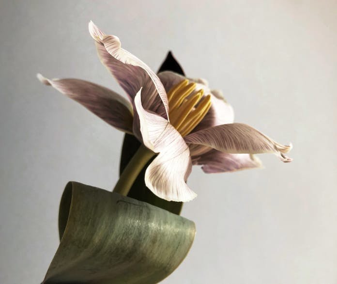 Close-up of a flower in a vase