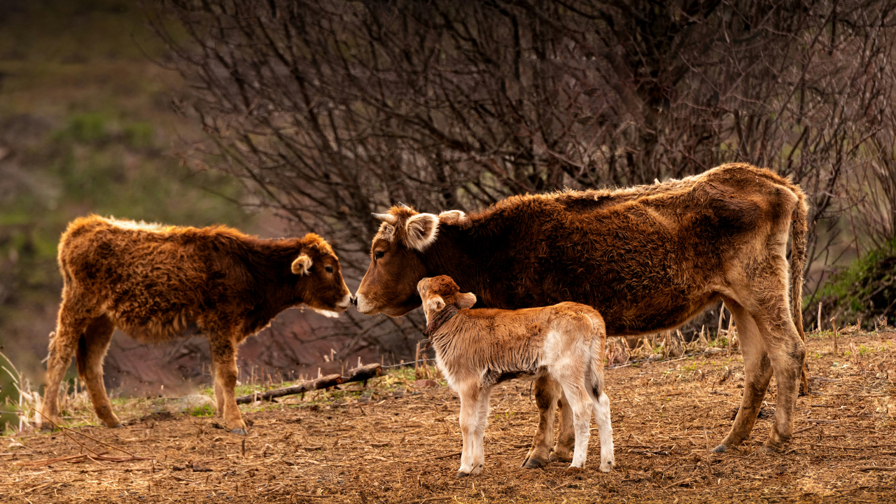 Buzağı İshallerini Nasıl Önlerim?— Integro