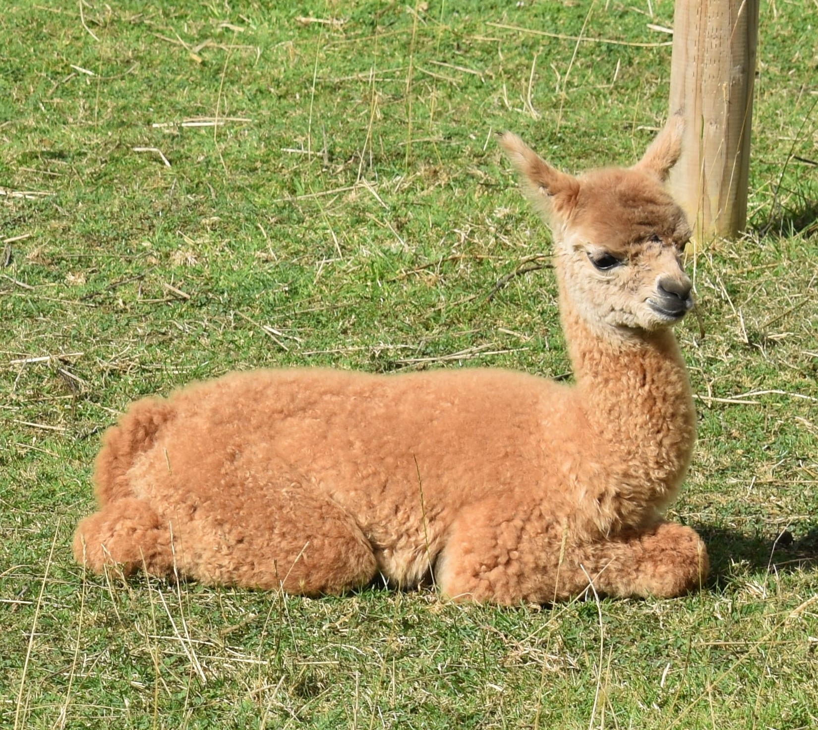 Fuzz Lightyear sitting on the ground