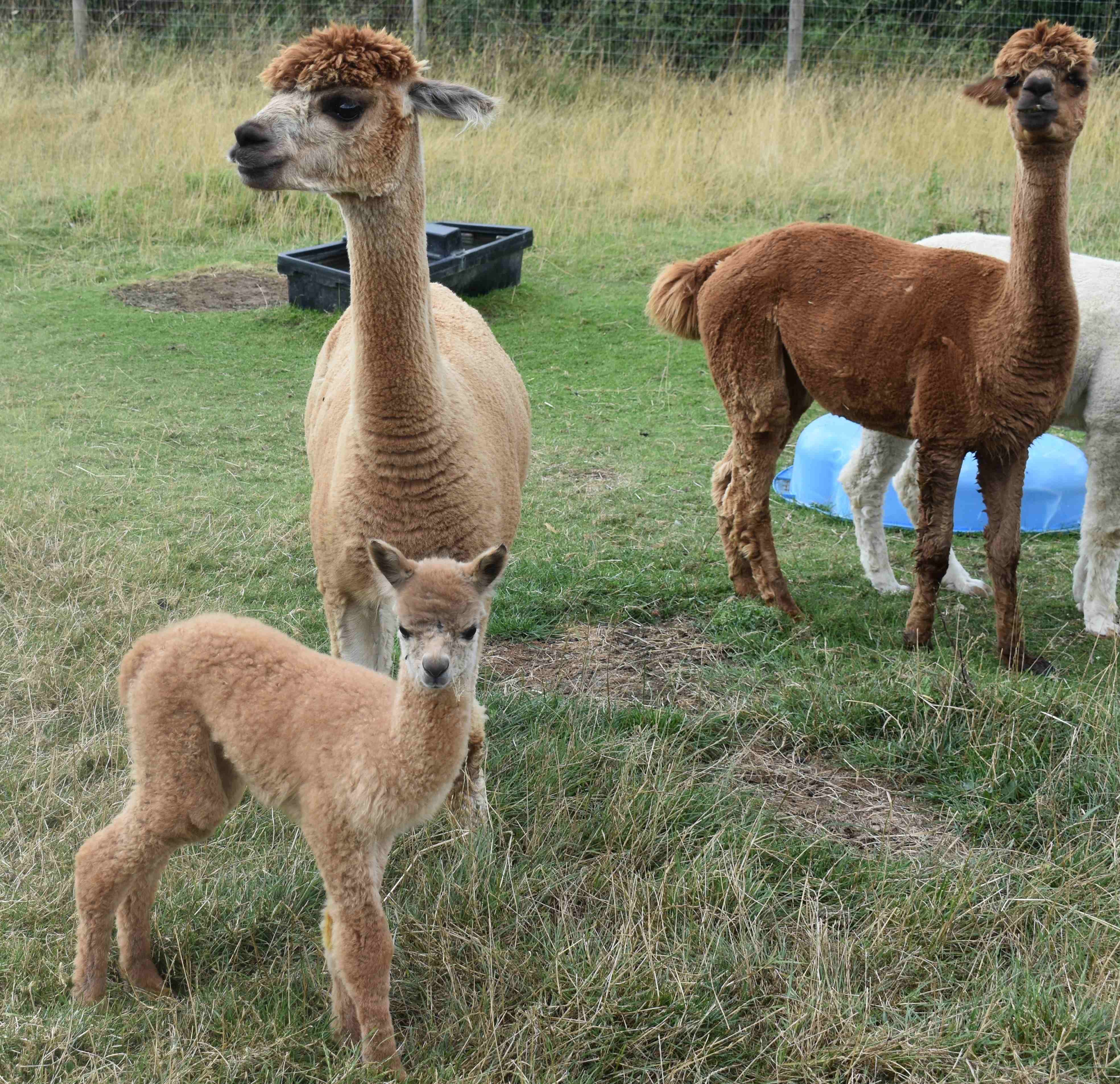 Fuzz with his new friends