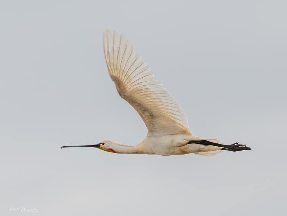 A spoonbill captured at Trimley Marshes
