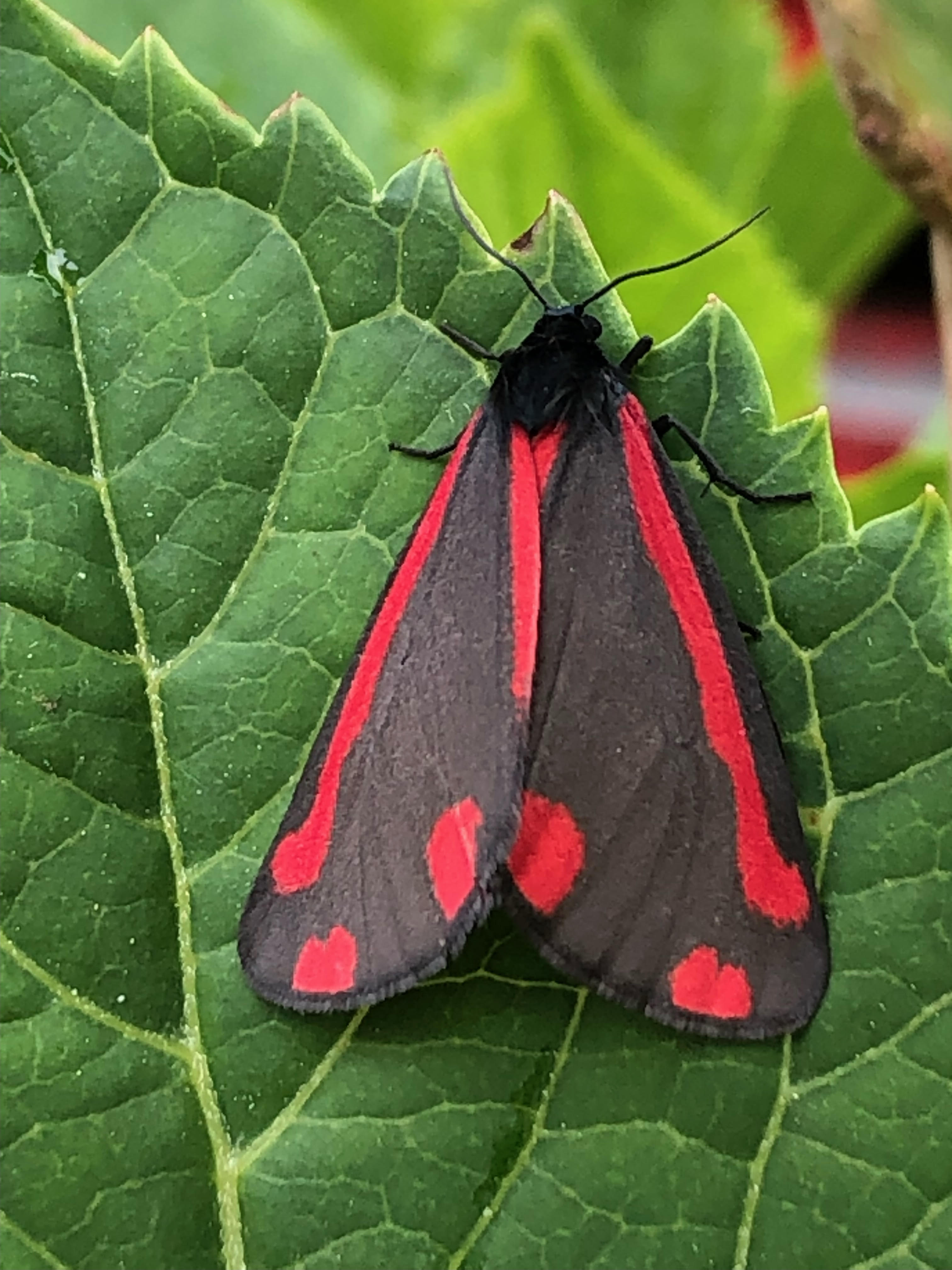 A cinnabar moth in Ipswich