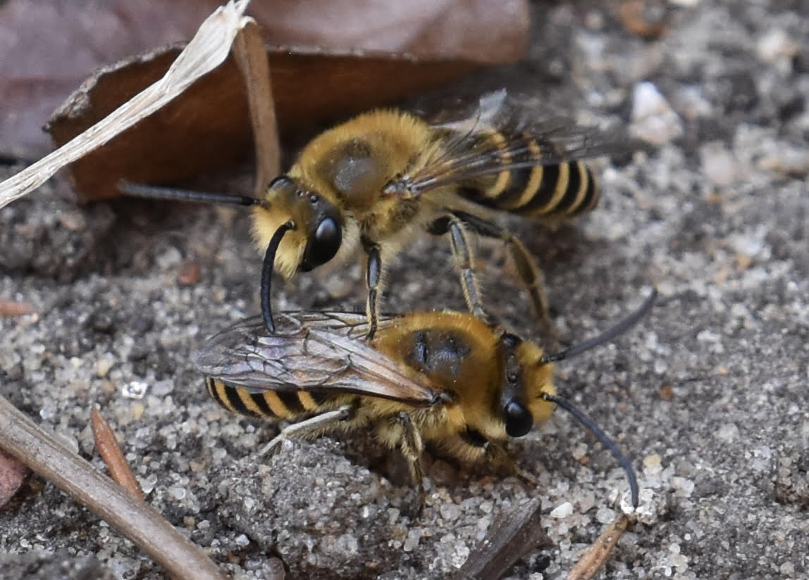 Ivy Mining Bees in Ipswich
