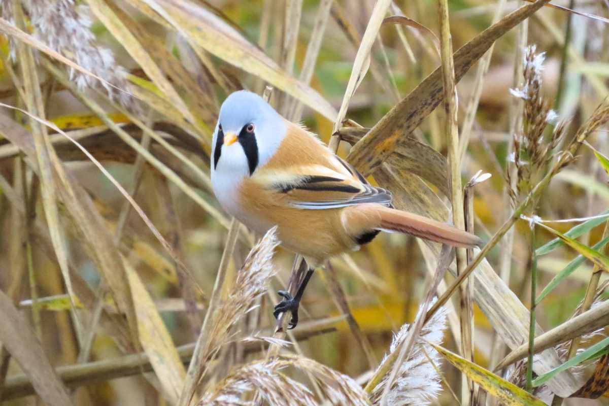 Bearded reedling or bearded tit
