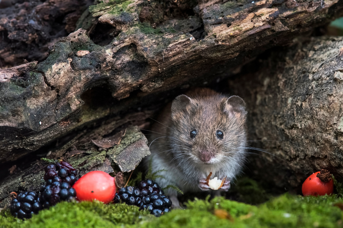 Previous photography competition winner - Autumnn Harvest