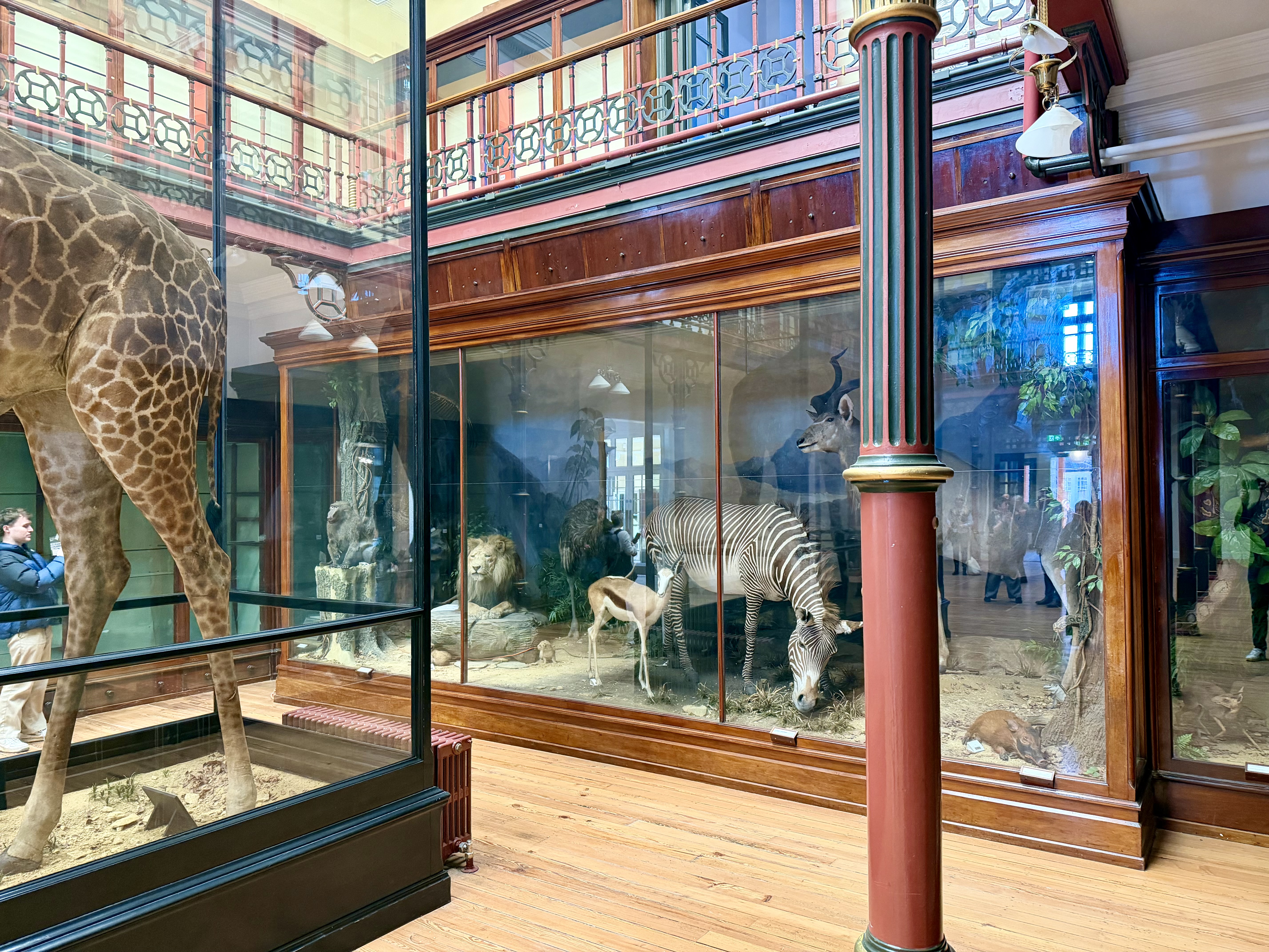 Inside Ipswich Museum in March 2026
