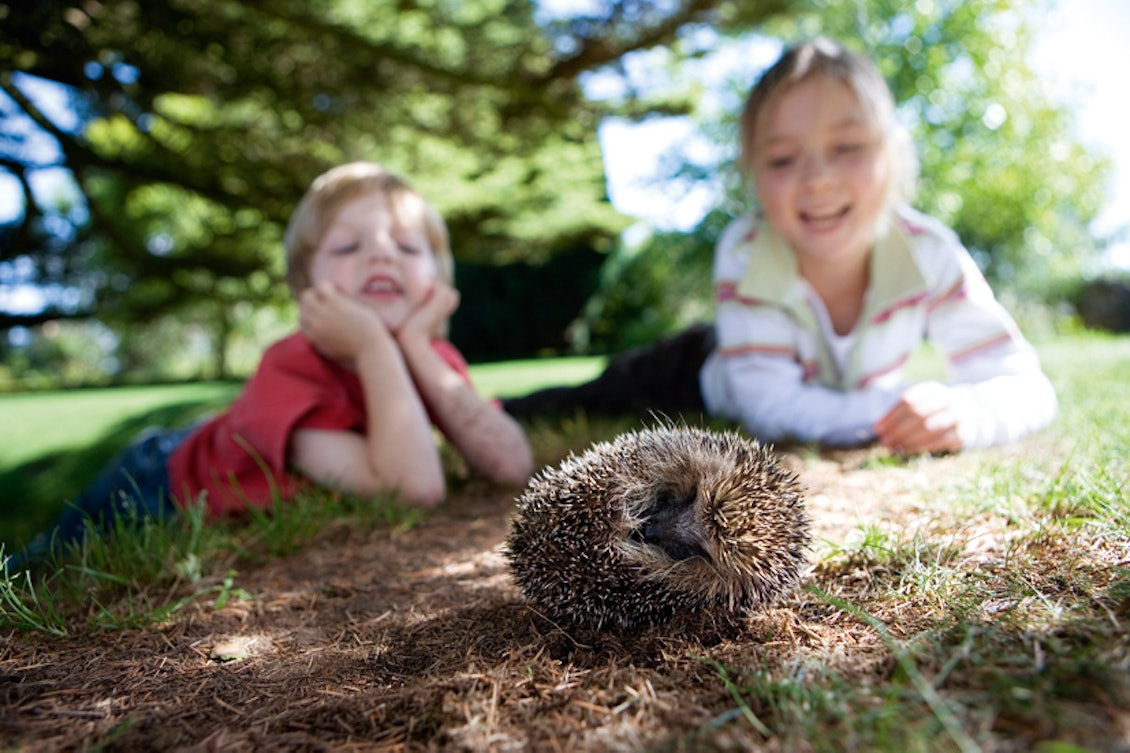 Junge und Mädchen schauen sich im Sommer einen eingerollten Igel an Junge und Mädchen schauen sich im Sommer einen eingerollten Igel an
