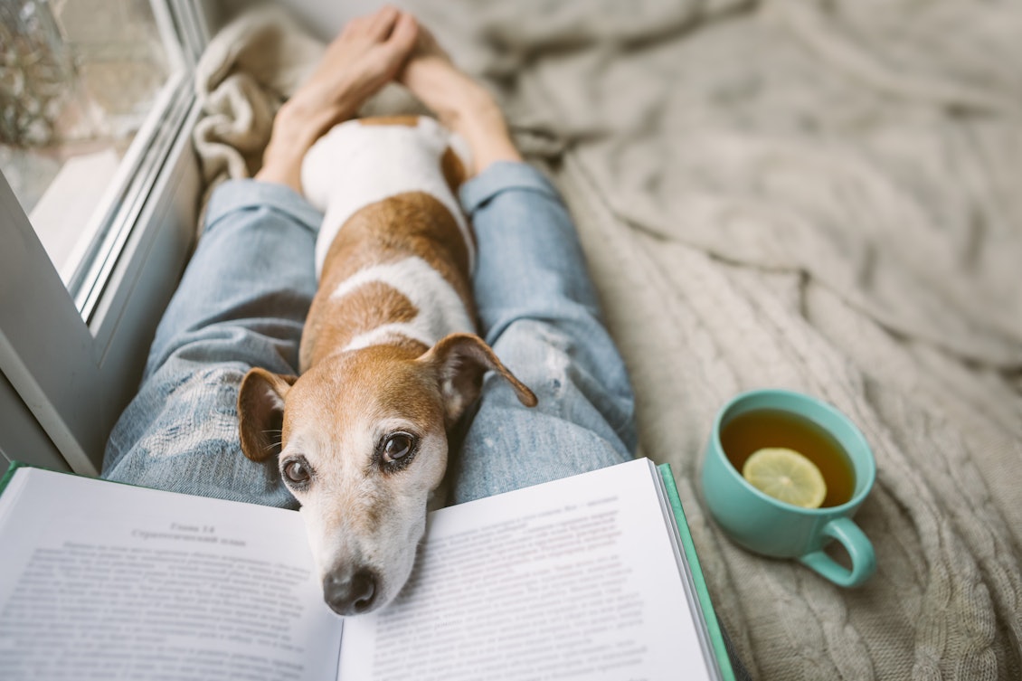 Mensch liegt auf der Couch mit Hund, Buch und Tee Zu Hause auf Couch und mit Hund