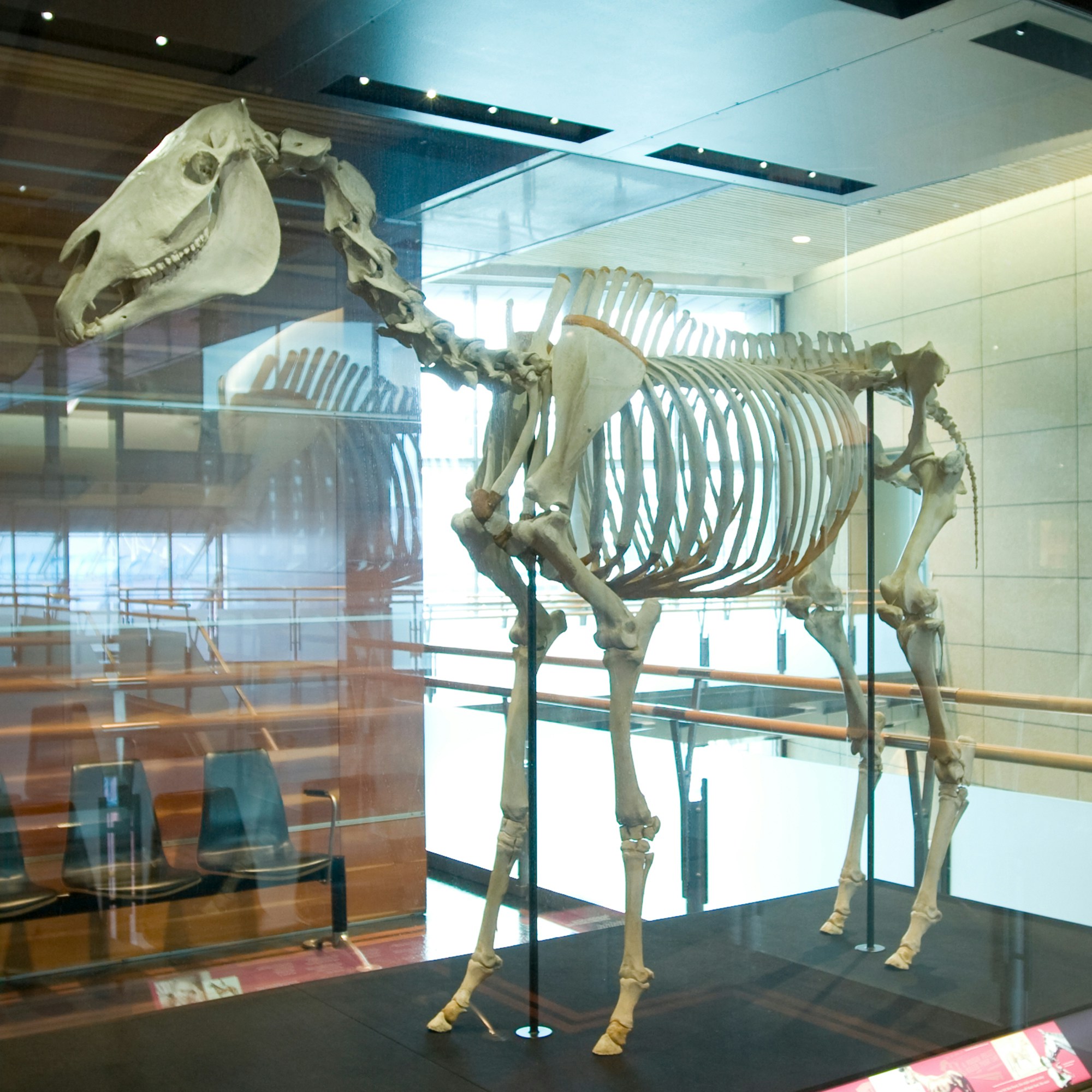 Skeleton of the horse Phar Lap.