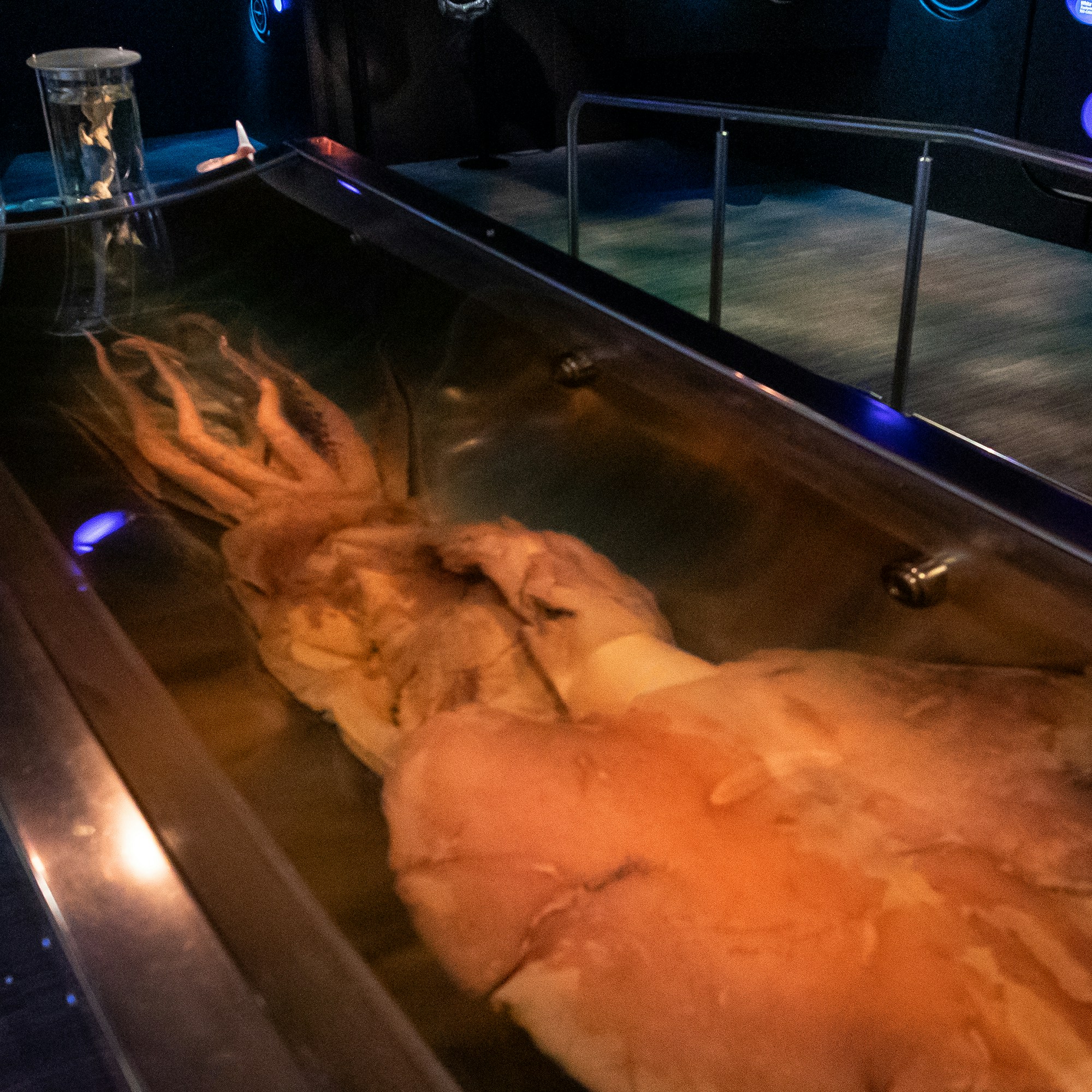 Colossal squid specimen in a large display tank.