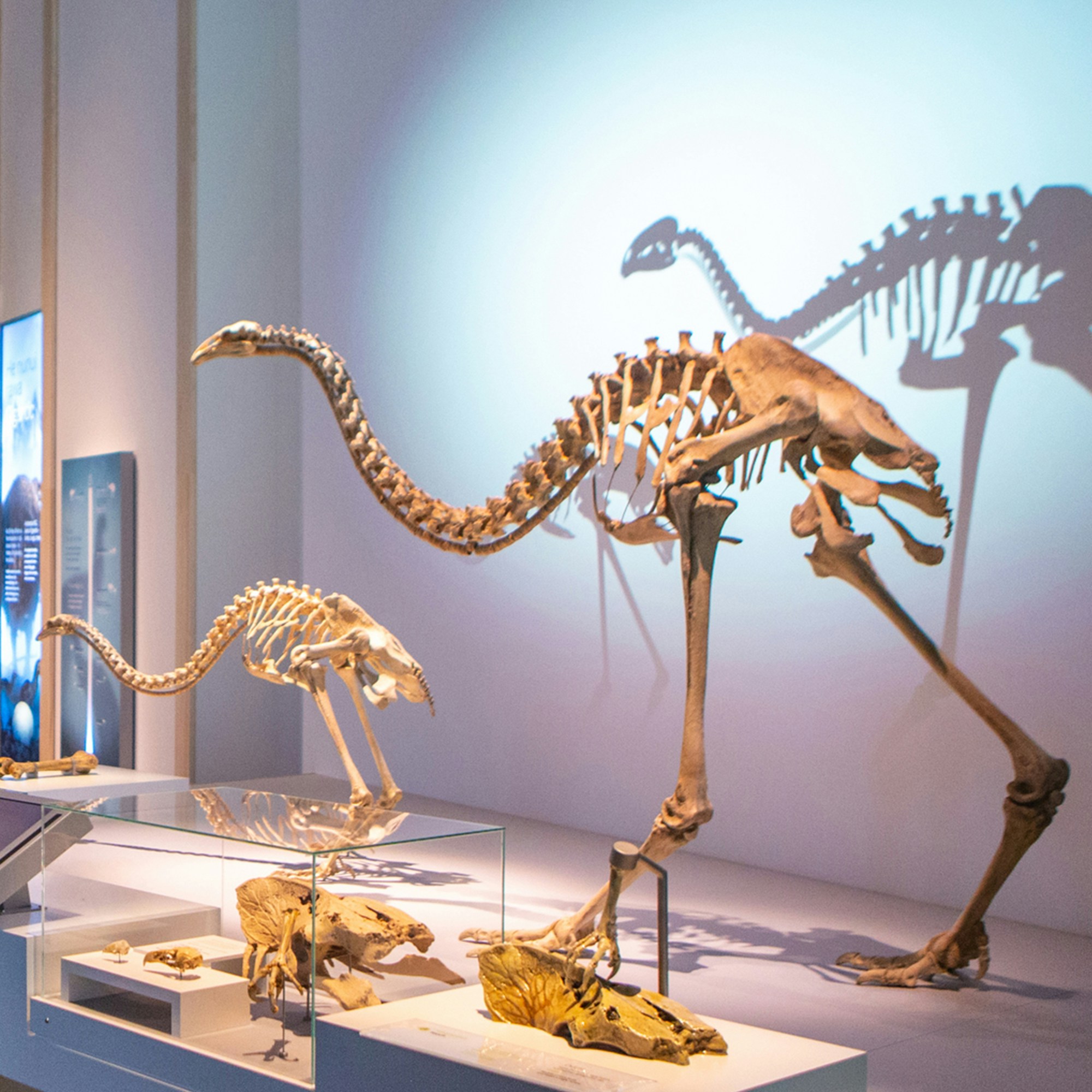 Two model skeletons of giant moa.
