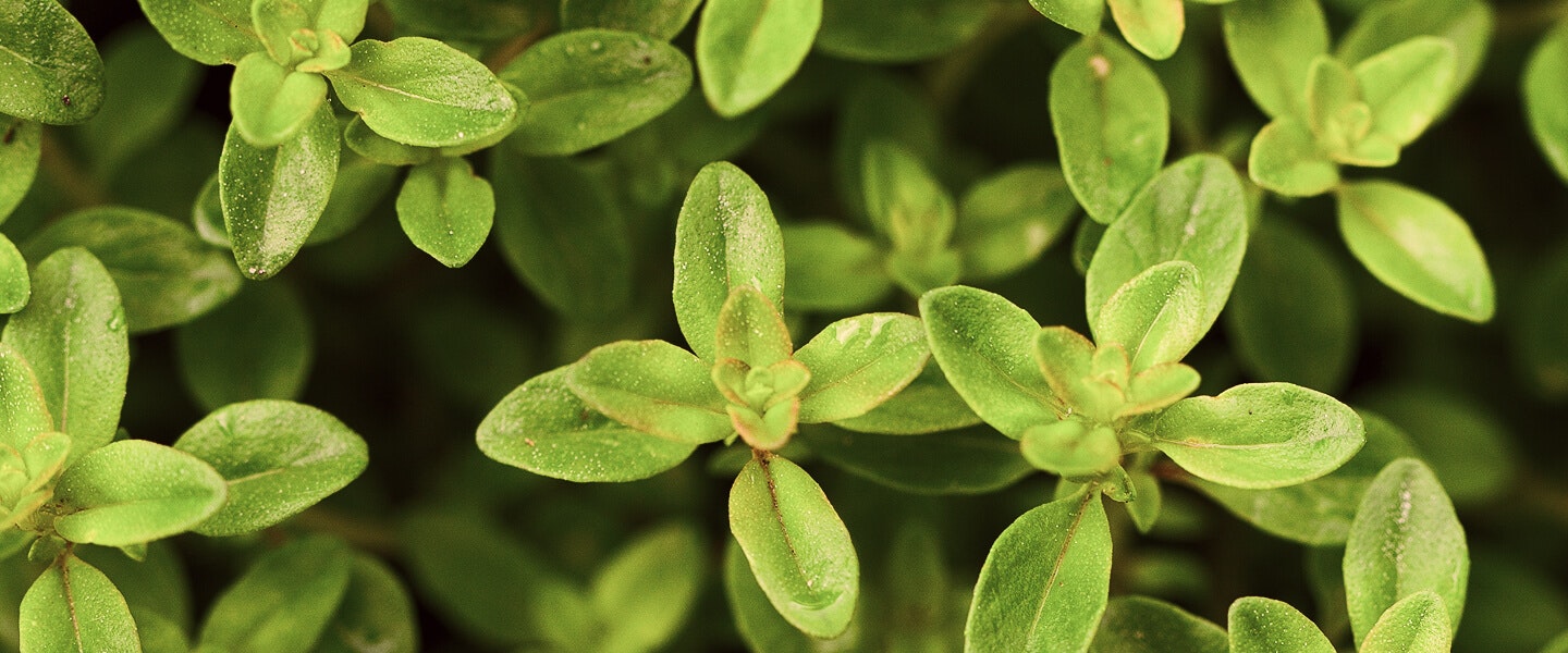 Image of leaf