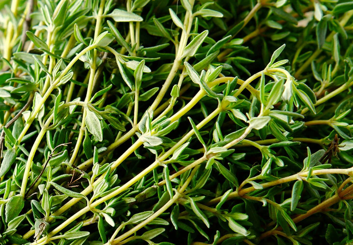 Image of herbal
