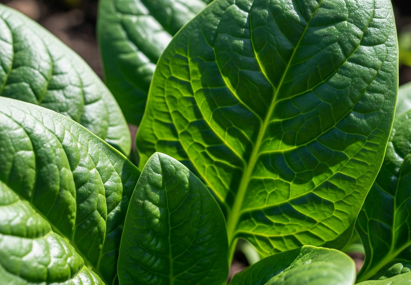 Image of leaf