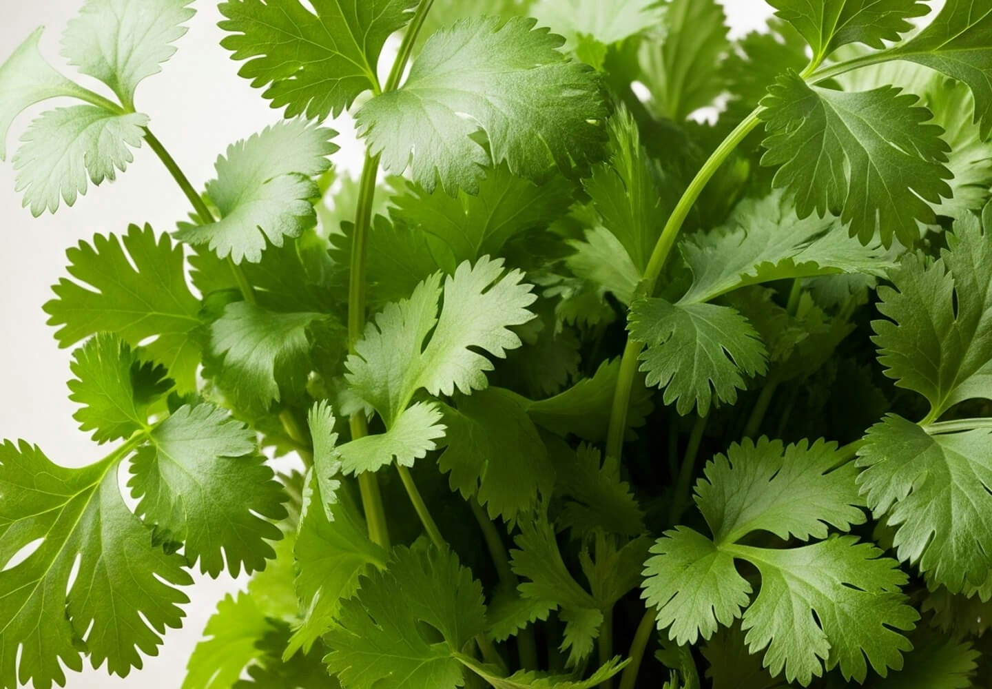 Image of cilantro