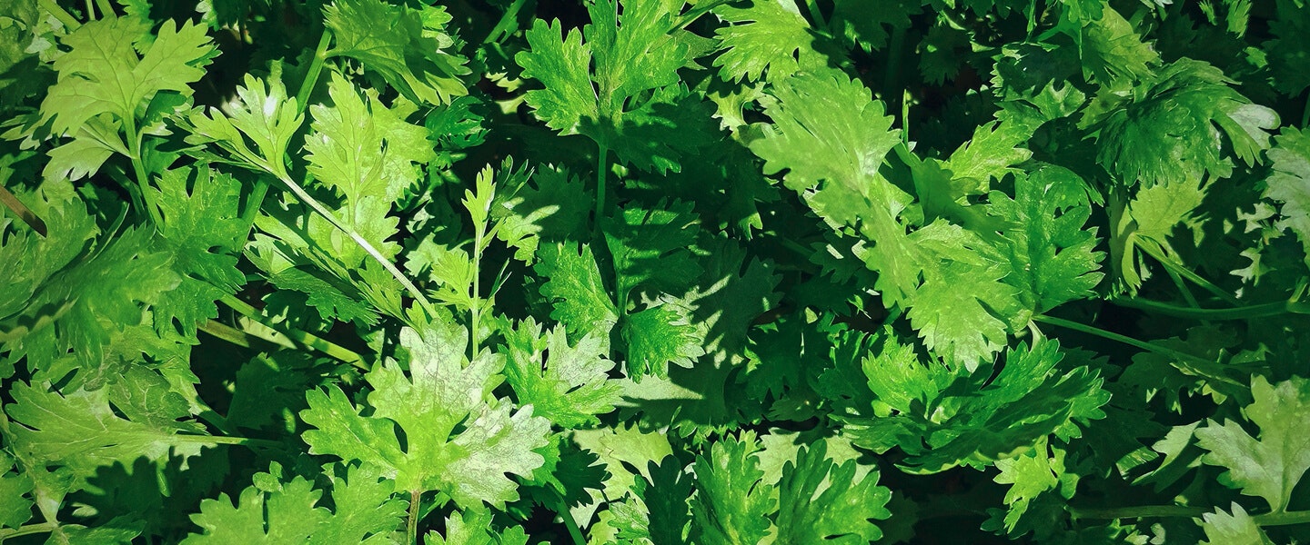Image of cilantro