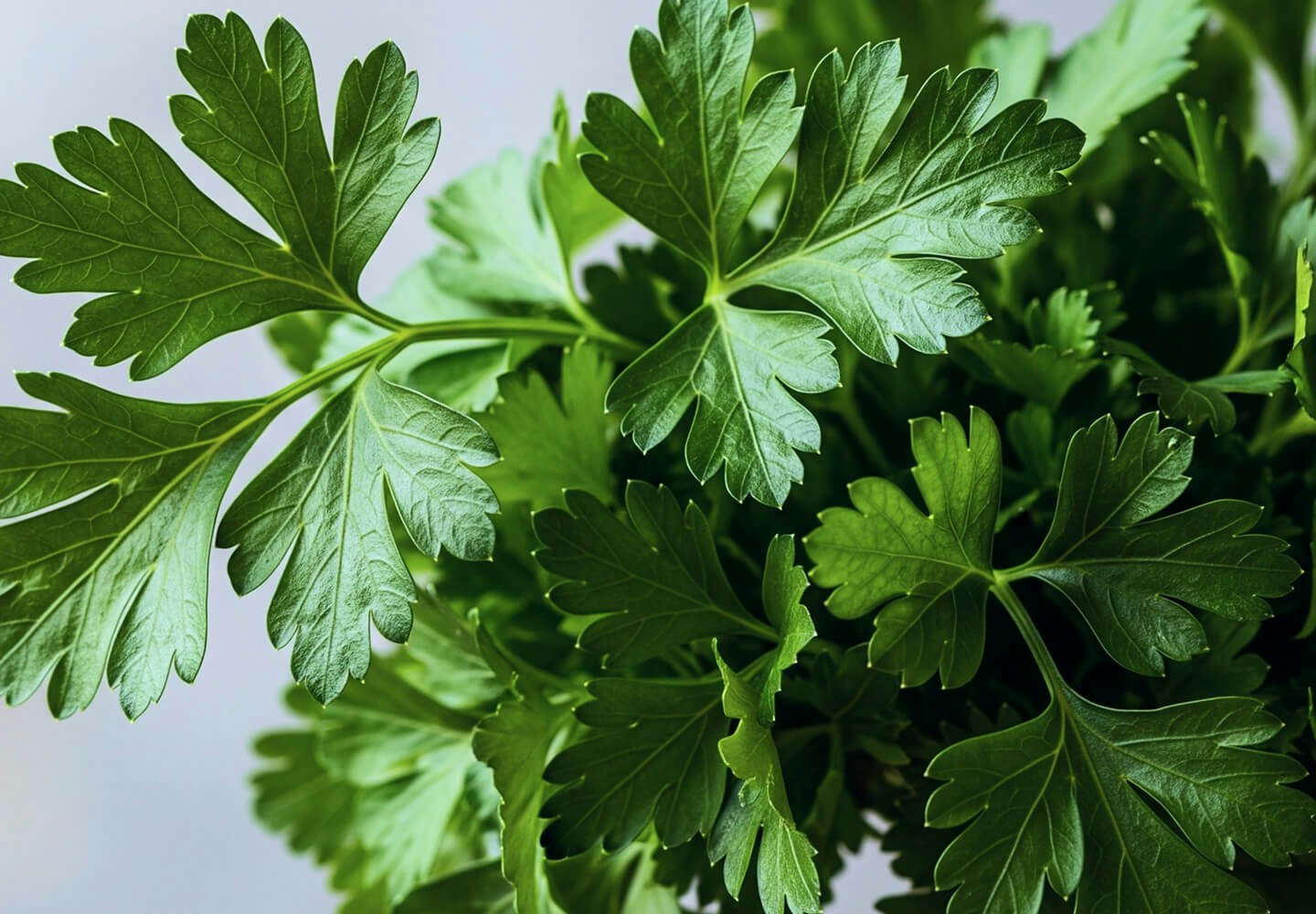 Image of herbs