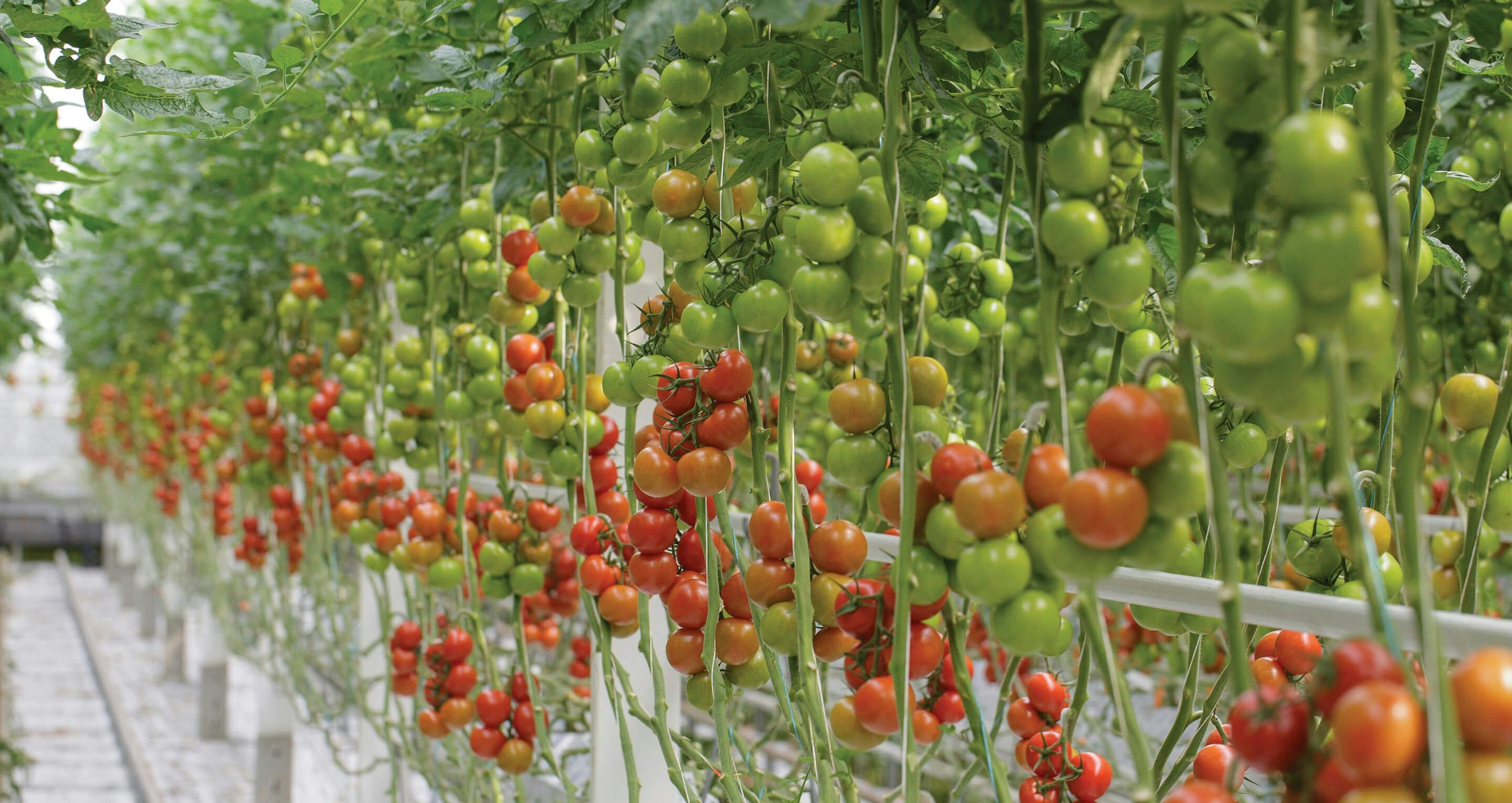 Image of garden
