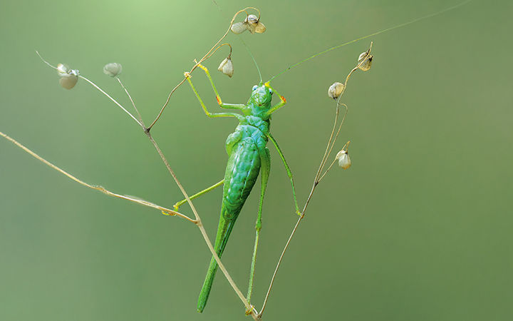 Image for Sonderausstellung «Krabbler – unheimlich faszinierend»