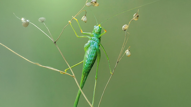 Sonderausstellung «Krabbler – unheimlich faszinierend» Image for Sonderausstellung «Krabbler – unheimlich faszinierend»