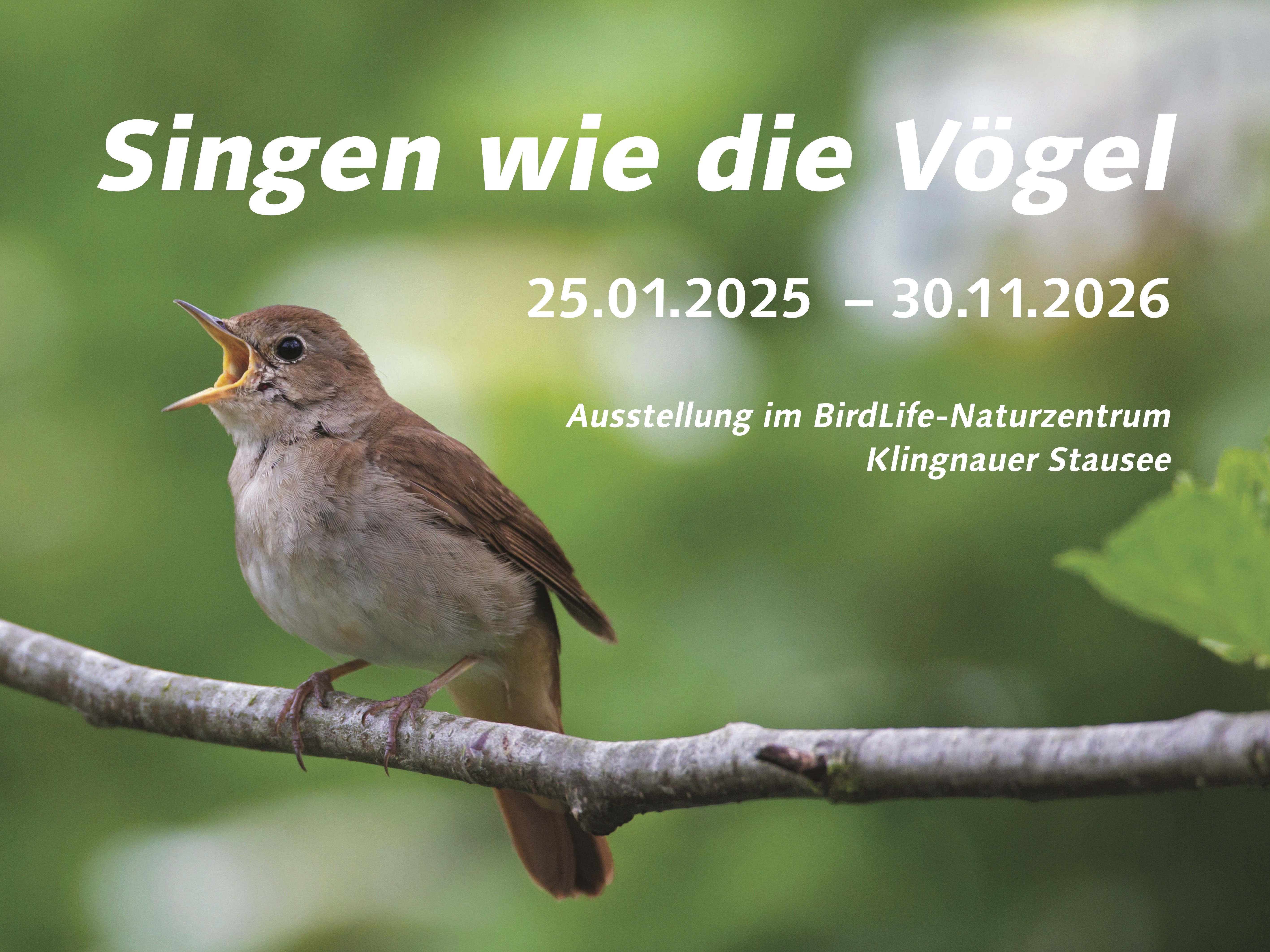 Image for Canta como los pájaros