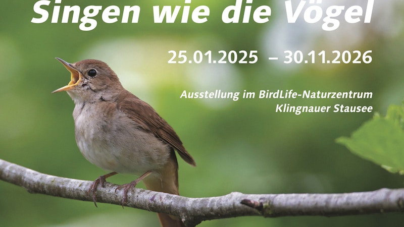 Cantar como os pássaros Image for Cantar como os pássaros