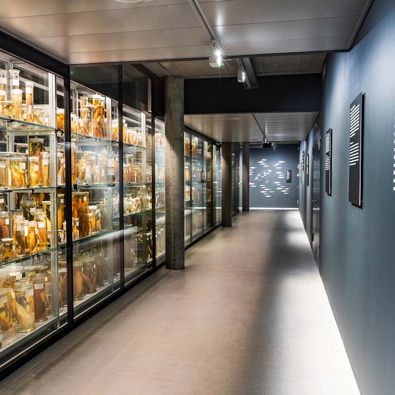 Wunderkammer - La colección de pantallas Image for Wunderkammer - La colección de pantallas