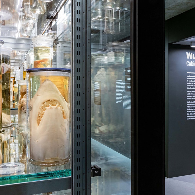 Wunderkammer - La colección de pantallas Image for Wunderkammer - La colección de pantallas