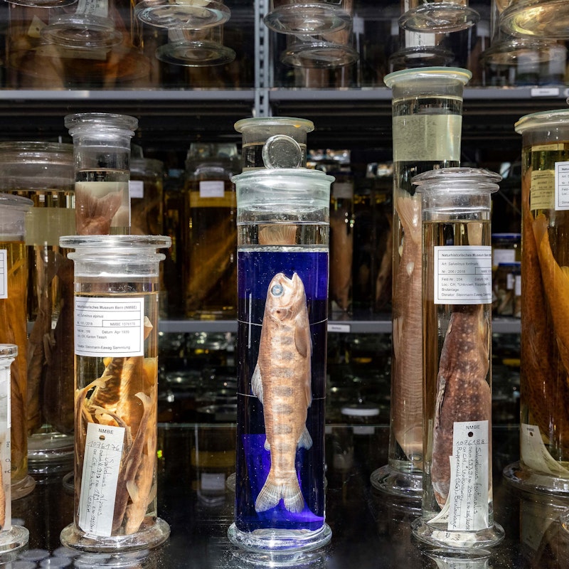 Wunderkammer - La colección de pantallas Image for Wunderkammer - La colección de pantallas