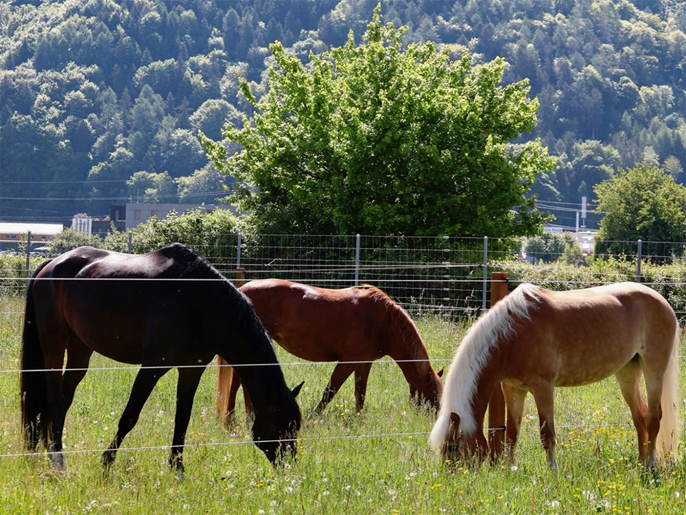 Image for Faszination Pferd für Kinder und Jugendliche