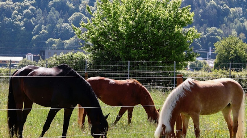 Faszination Pferd für Kinder und Jugendliche Image for Faszination Pferd für Kinder und Jugendliche