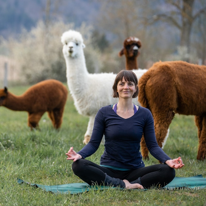 Yoga among alpacas Image for Yoga among alpacas