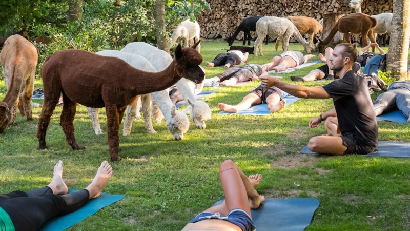 Yoga among alpacas Image for Yoga among alpacas