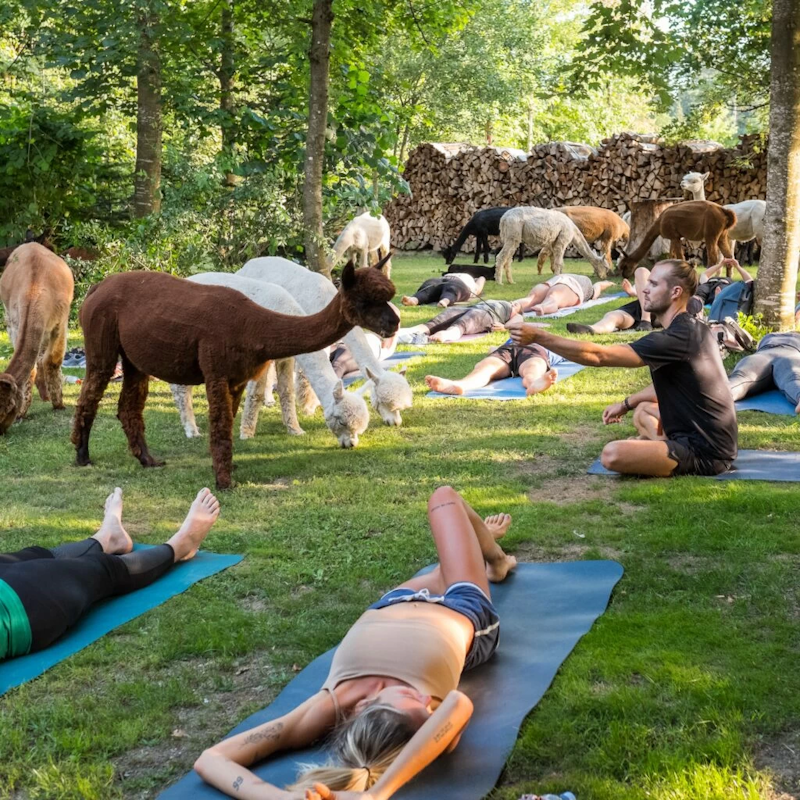Yoga among alpacas Image for Yoga among alpacas