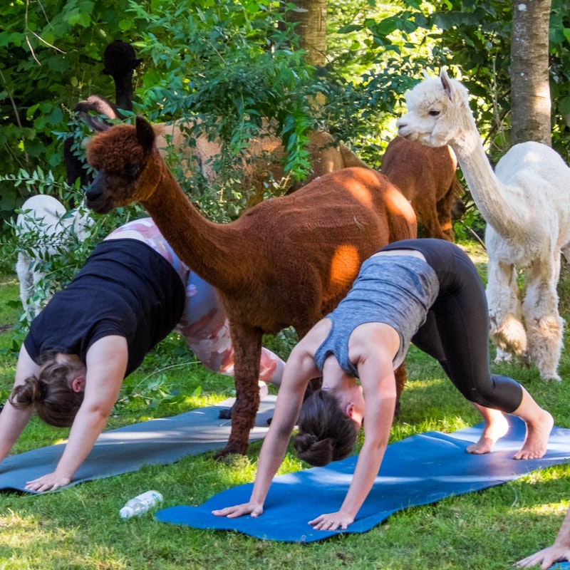 Yoga among alpacas Image for Yoga among alpacas