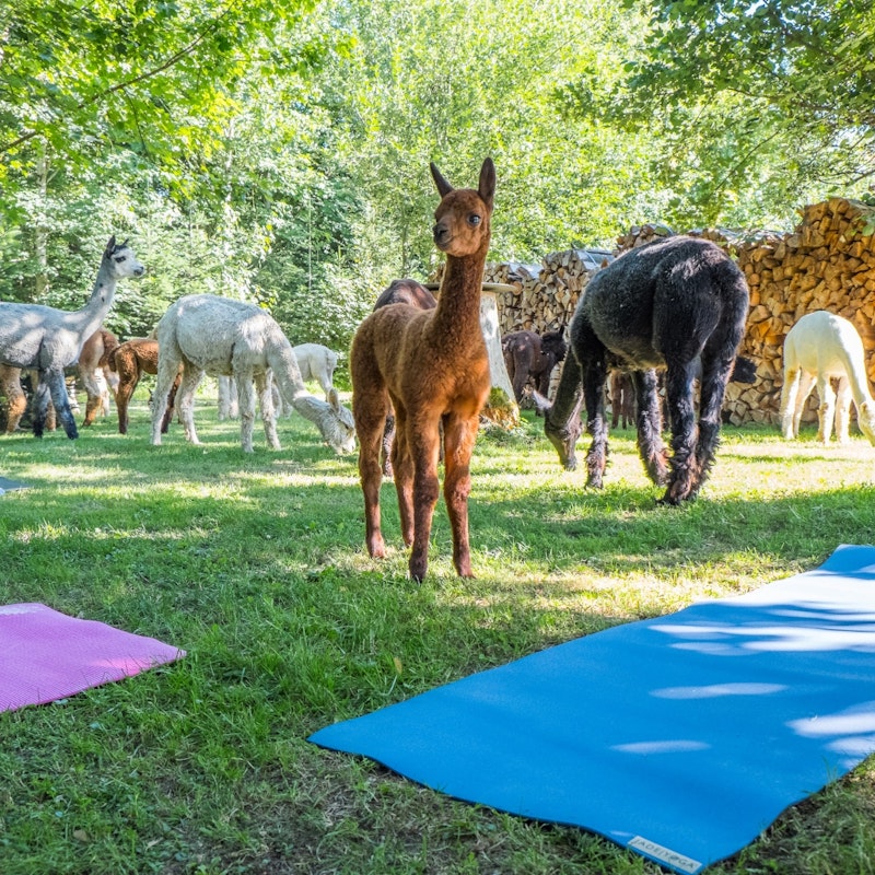 Yoga among alpacas Image for Yoga among alpacas