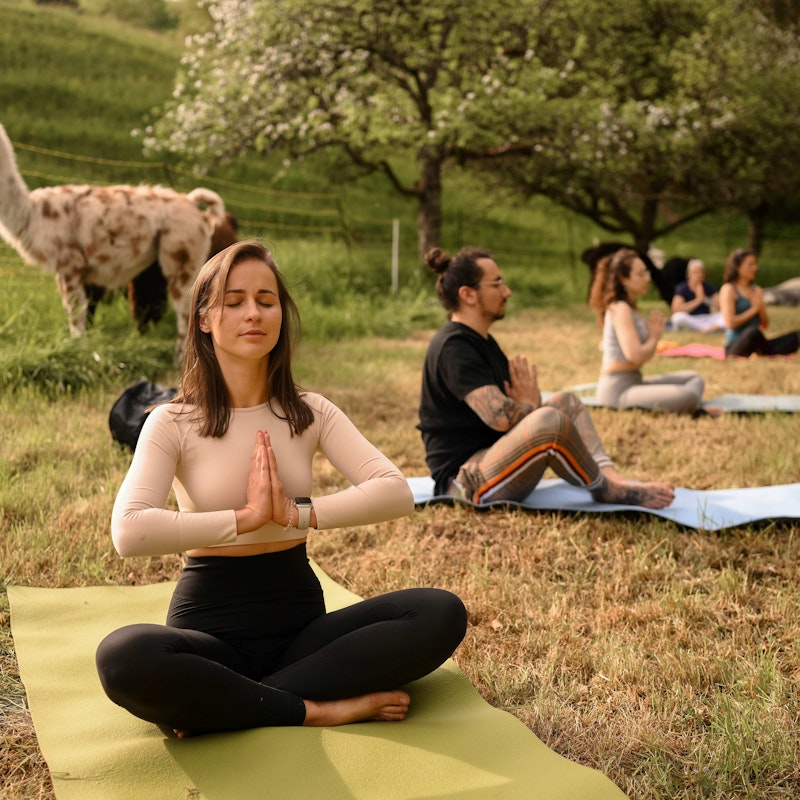 Yoga entre alpacas Image for Yoga entre alpacas