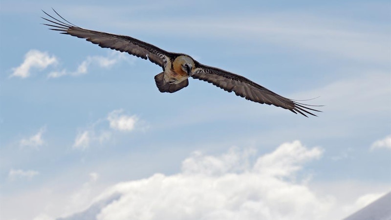 Bartgeier & alpiner Lebensraum Image for Bartgeier & alpiner Lebensraum