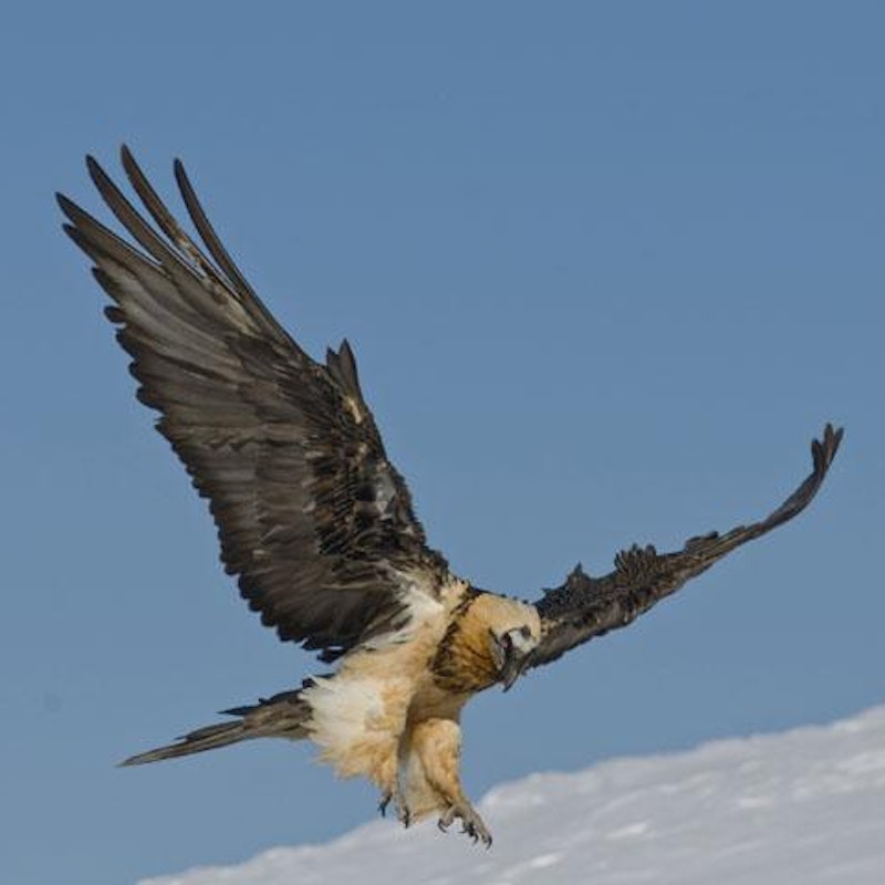 Bartgeier & alpiner Lebensraum Image for Bartgeier & alpiner Lebensraum