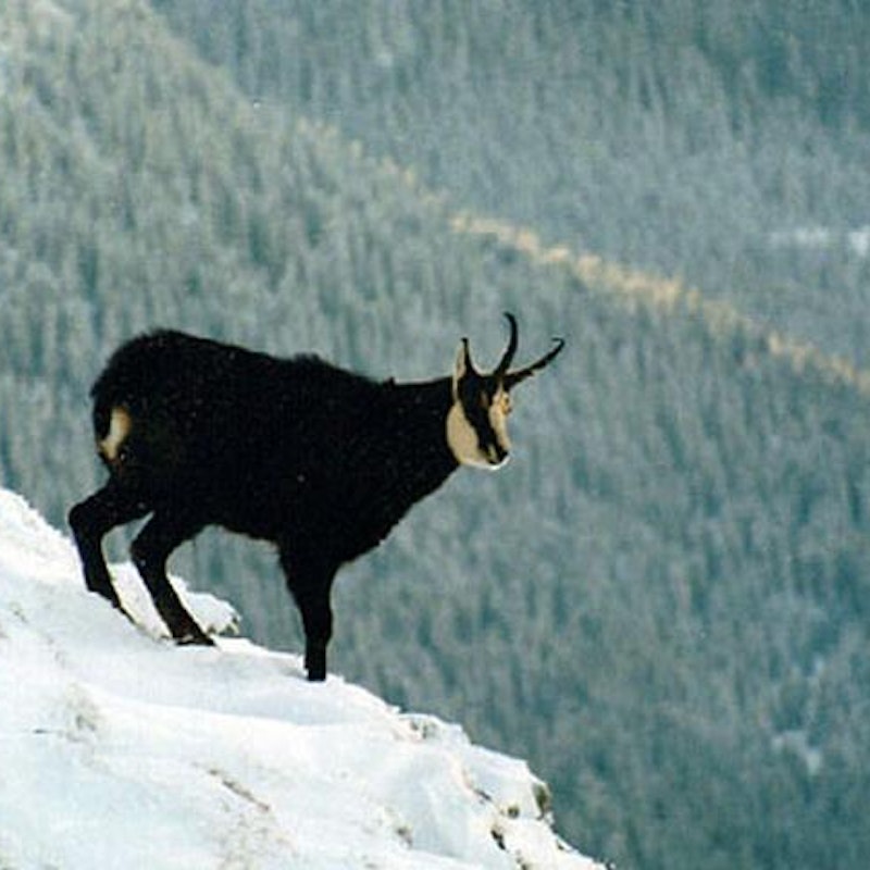 Bartgeier & alpiner Lebensraum Image for Bartgeier & alpiner Lebensraum