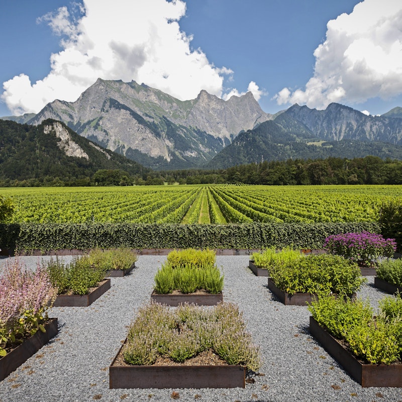 Visita guidata e degustazione presso la Cantina Davaz Image for Visita guidata e degustazione presso la Cantina Davaz