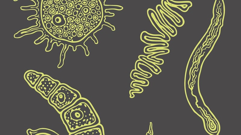 NEVIDITELNÝ. Skrytý život mikrobů Image for NEVIDITELNÝ. Skrytý život mikrobů